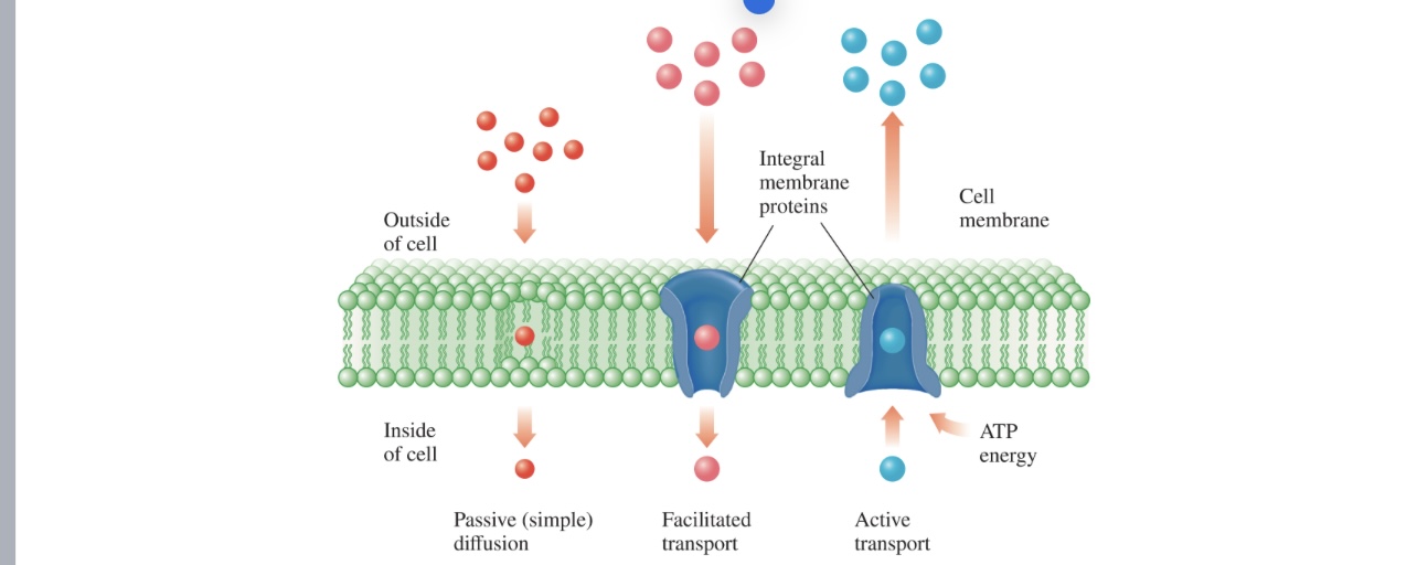 <p>Ions, nonpolar molecules, and polar molecules move<br>across cell membranes using passive diffusion, facilitated<br>transport, and active transport.</p>