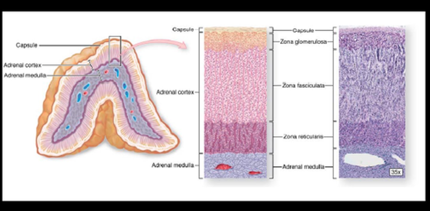 <p>adrenal cortex and adrenal medulla</p>