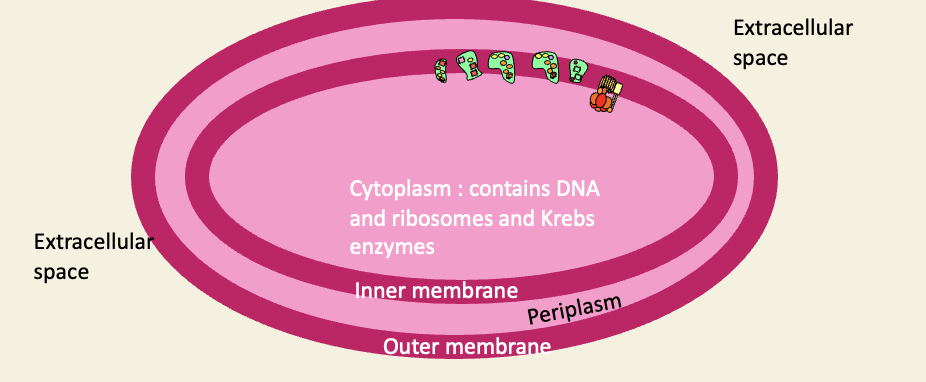 <p>Topological equivalences</p><ul><li><p>bacterial cytoplasm = mitochondrial matrix </p></li><li><p>inner cell membrane = inner mitochondrial membrane </p></li><li><p>Periplasmic space = IMS </p></li><li><p>Outer cell membrane = outer mitochondrial membrane </p></li><li><p>Extracellular space = cytoplasm of host cell</p></li></ul><p></p>