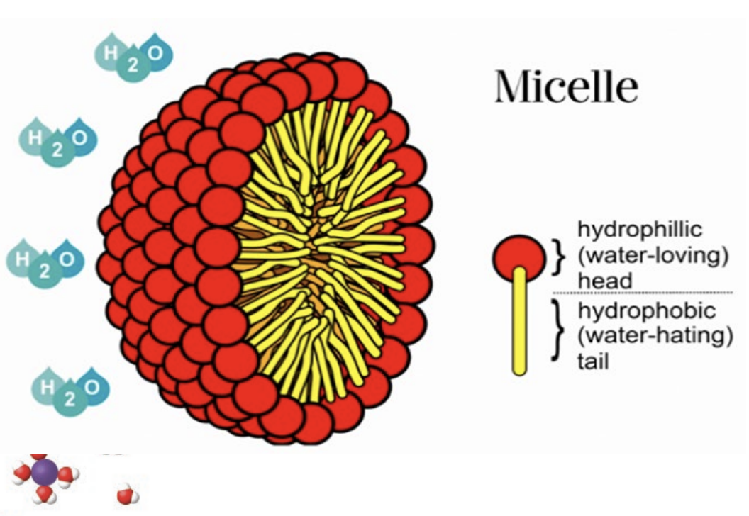 <ul><li><p><strong>Surfactants</strong> (like soap) are molecules with both a <strong>hydrophilic (water-loving) head group</strong> and a <strong>hydrophobic (water-hating) tail group</strong></p></li><li><p>These molecules aggregate in water to form structures like micelles, where the hydrophobic tails are excluded from water and interact with other hydrophobic compounds (e.g., fats and oils), while the hydrophilic heads interact with water. This allows fats and oils to be encapsulated and washed away.</p></li></ul><p></p>