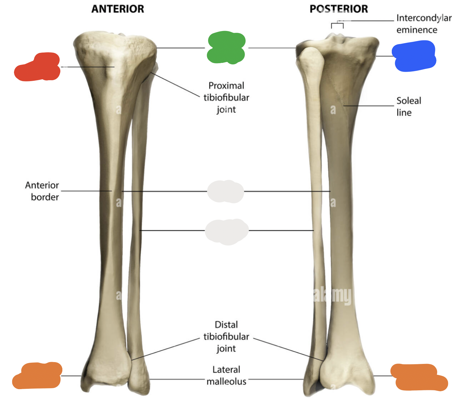 <p>proximal end of tibia: red</p>