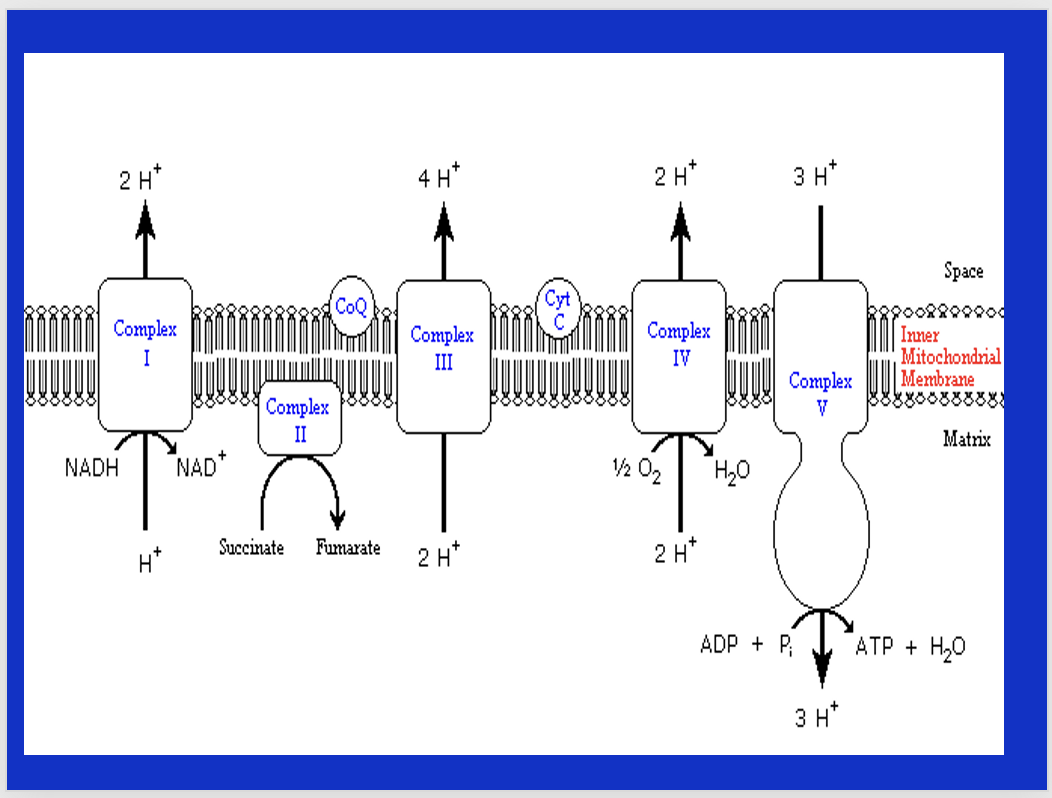 <p>occurs in the matrix of the mito. it is a series of protein complexes. at complex 1, NADH gives up an H+ and electrons to become NAD+. H+ moves thru complexes until it reaches the ultimate acceptor of electron at O2. The product of the ETC is water! CO2 is produced (we exhale it). the proton gradient allows ATP synthase to spin and create ATP and water. the ETC can become more efficient with training but it 80% determined by genetics.</p>
