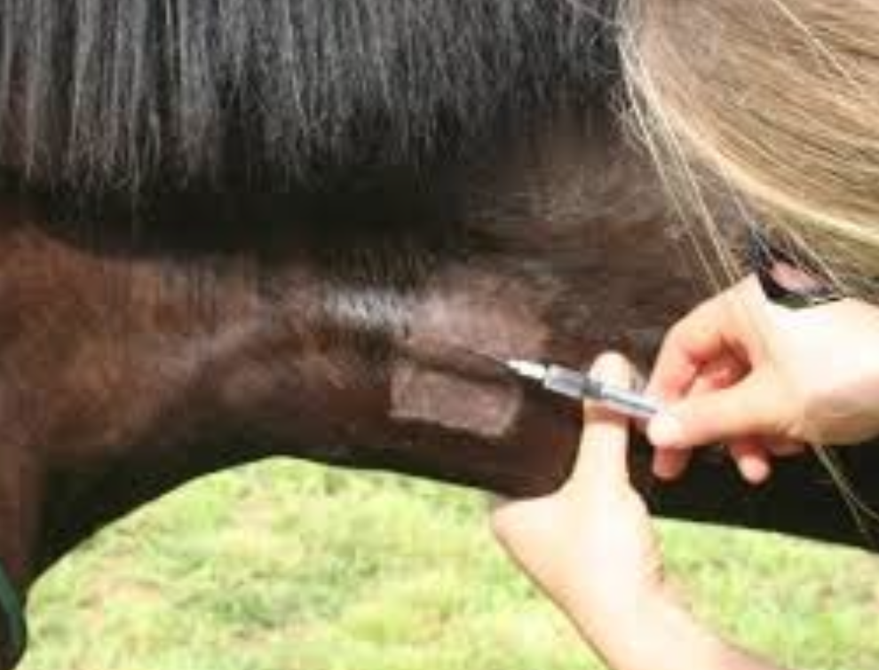 <p>Jugular groove (vein)</p><ul><li><p>brachiocephalicus</p></li><li><p>sternomandibularis </p></li><li><p>jugular stays superficial</p></li><li><p>jugular vein is v close to <span style="font-family: Google Sans, Roboto, Arial, sans-serif">carotid artery which goes from heart to brain</span></p></li></ul><p></p>