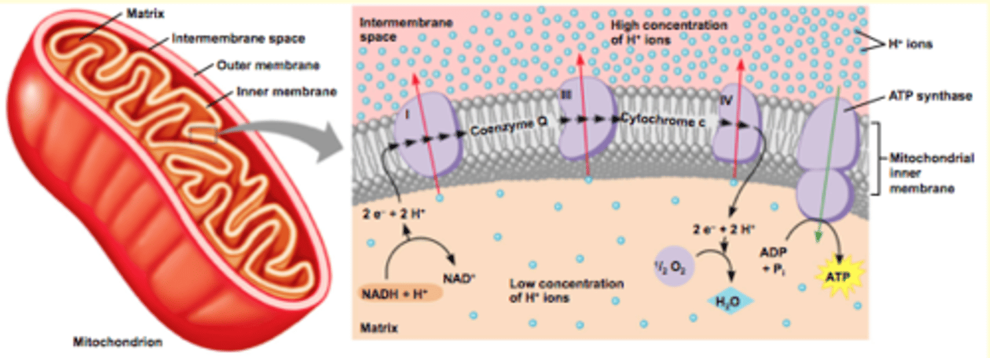 <p>Coezneyme Q ad Cytochrome C can both travel through the membrane</p><p>Energy released (from oxidation-reduction reactions as electrons travel through complexes) and used to move H+ ions against their concentration gradient and into the intermembrane space</p><p>Concentration gradient is used to fuel ATP synthase</p><p>- phosphorylate ADP into ATP</p><p>- synthase utilizes the energy released from the concentration gradient to make ATP from ADP</p>