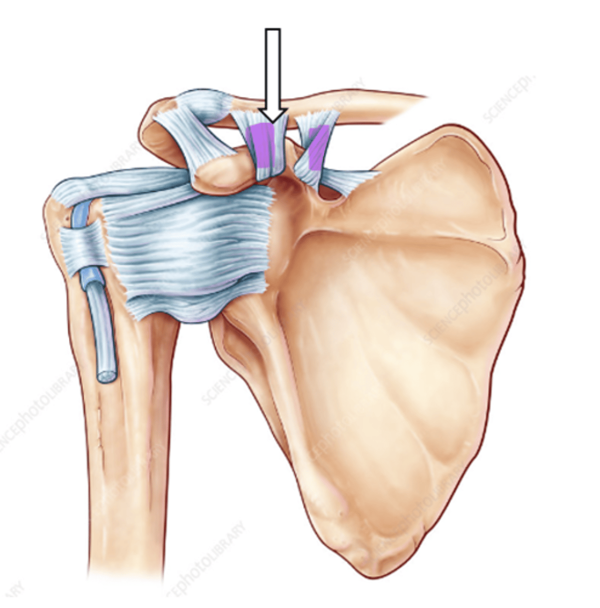 <p>name the articulation/joint</p>