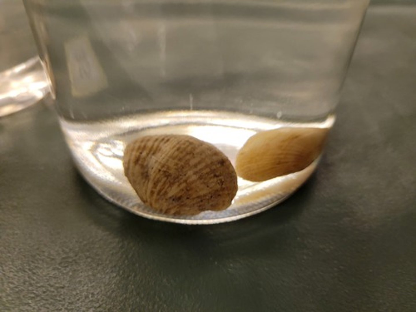 <p>Identify taxonomy</p>