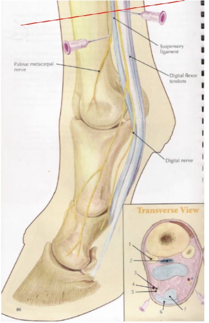 <p>what is desensitized in a low 4 point nerve block (proximal to fetlock)</p>