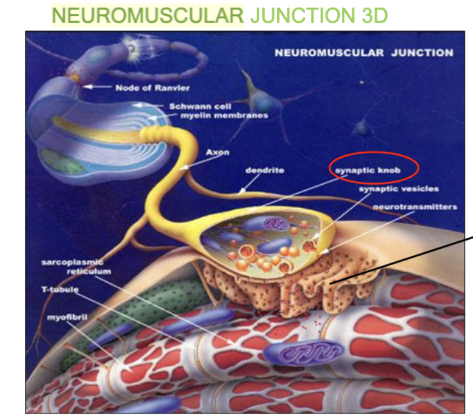 <ol><li><p><strong>Synaptic Knob</strong> (tip of Axon terminal/end of motor neuron)</p></li><li><p><strong>Motor End-Plate</strong>  (part of the sarcolemma on the muscle fiber/cell that receives signals from the neuron.)</p></li><li><p><strong>Synaptic Cleft </strong>( space between the synaptic knob and the motor end plate)</p></li></ol><p></p>