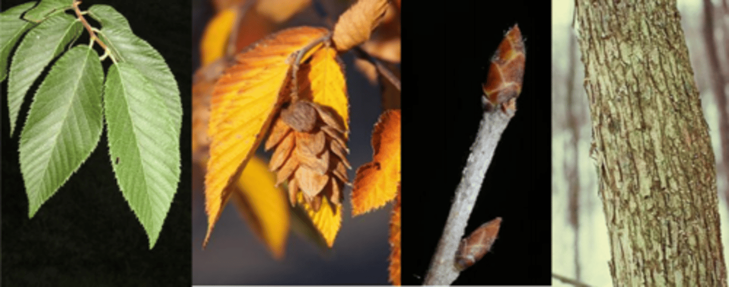 <p>Leaves: alternate, simple, elliptical to ovate, serrated, 3-5" long, pinnately veined, veins somewhat sunken on upper surface giving the leaf a distinctly quilted look, slightly doubly serrated, waxy smooth/soft-ish, green above and paler below. Some curve under like talons.</p><p>Twigs: Slender, smooth, red brown, fine/thin vertical lighter lenticels; </p><p>Buds: terminal bud ¼" long, green turning to a light brown, vertical striations can be seen w/ hand lens; lateral buds slightly angled, pointed and curling slightly around twig. </p><p>Fruit: Small, ribbed nutlet carried on a lobed, slightly serrated, folded leafy bract (1 inch long), bracts are clustered on a long (3 inch) hanging stalk; ripen in early fall and disperse through the winter. </p><p>Bark: Thin, smooth gray brown when young; "shreddy", broken into small, thin, narrow, vertical strips that curve away from trunk on older trunks. </p><p>Form/Silvics: very shade tolerant; commonly found as an understory in mixed hardwoods stands</p>