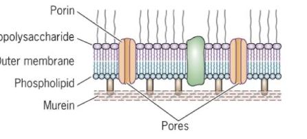 <p>Porins</p>