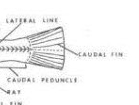 <p>See Figure</p>