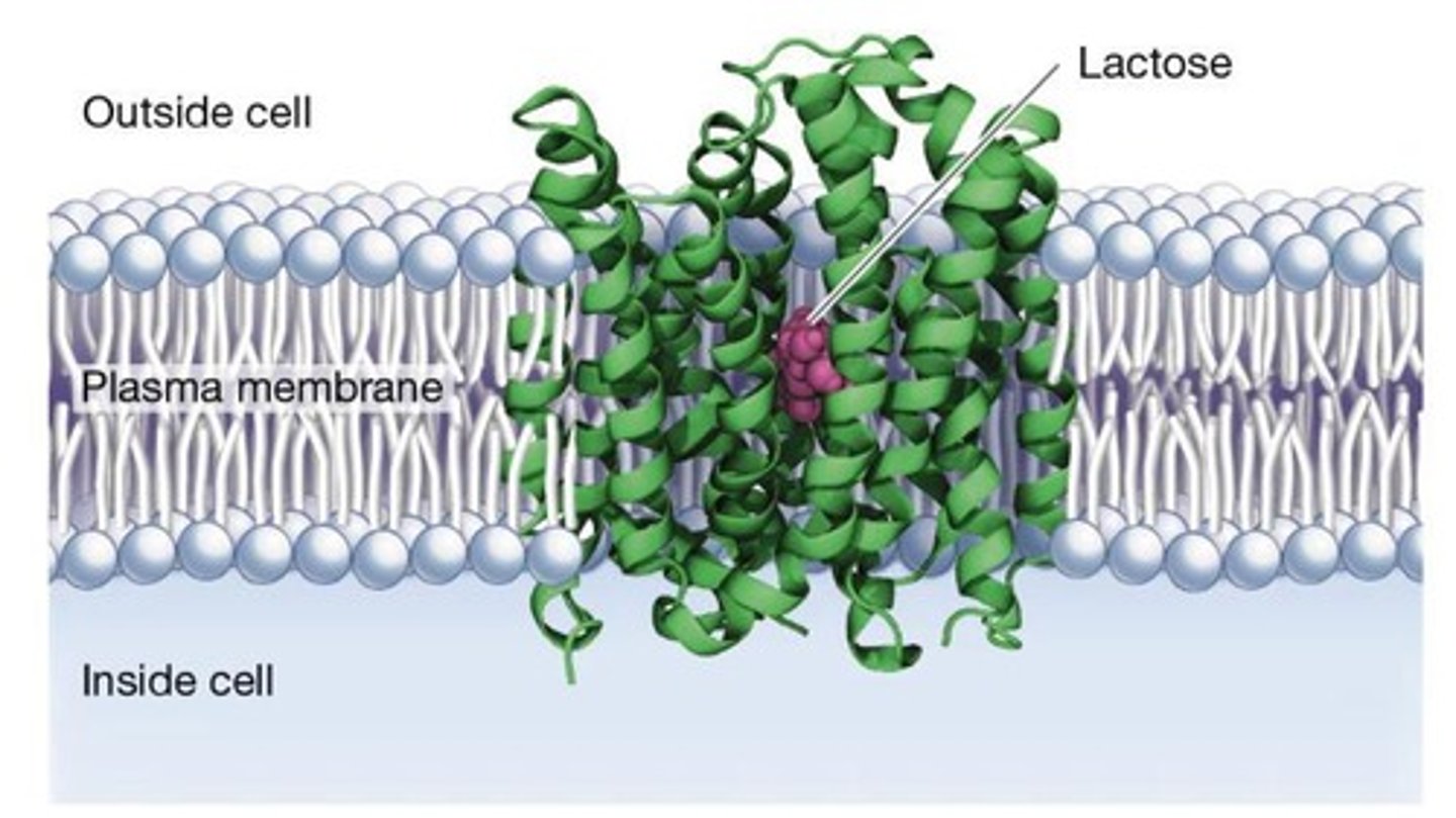 <p>LacY codes for the membrane protein galactoside permease, which transports lactose into the cell.</p>