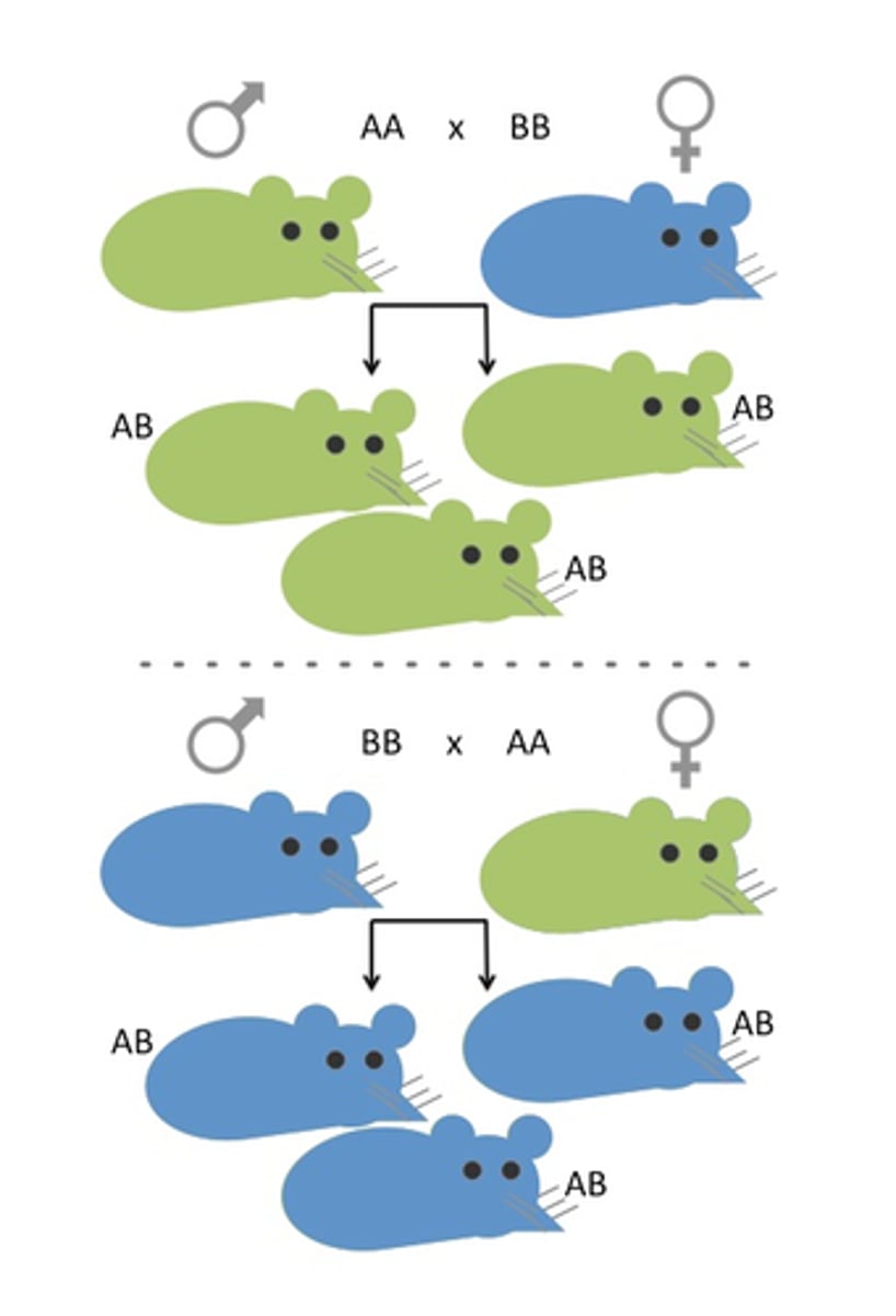 <p>the process by which certain animals form attachments during a critical period very early in life</p>