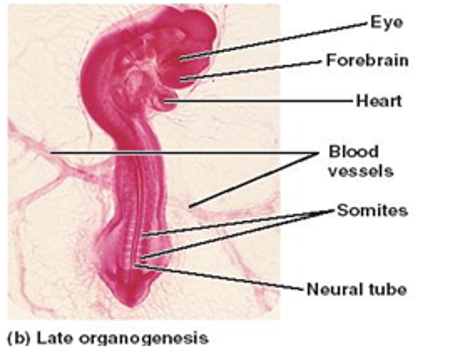 <p>Stage of embryonic development; process of cells in germ layers becoming body organs.</p>