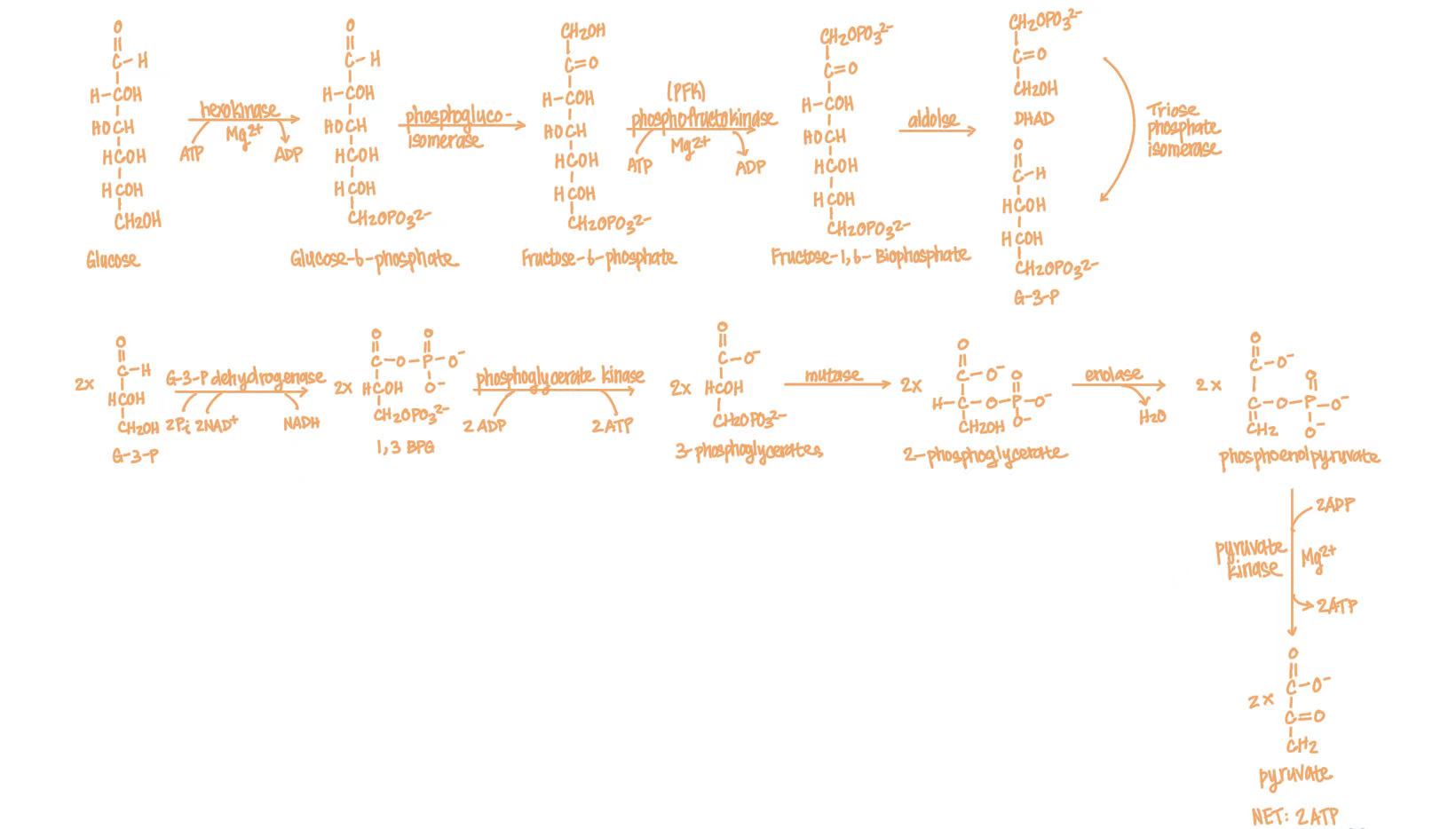 <ol><li><p>glucose (hexokinase, Mg2+, ATP→ADP) glucose-6-phosphate</p></li><li><p>glucose-6-phosphate (phosphoglucoisomerase) fructose-6-phosphate</p></li><li><p>fructose-6-phosphate (phosphofructokinase, Mg2+, ATP→ADP) fructose-1,6-bisphosphate</p></li><li><p>fructose-1,6-bisphosphate (aldolase) dihydroxyacetone phosphate & gluceraldehyde-3-phosphate</p></li><li><p>dihydroxyacetone phosphate (triose phosphate isomerase) gluceraldehyde-3-phosphate</p></li><li><p>2x gluceraldehyde-3-phosphate (gluceraldehyde-3-phosphate dehydrogenase, NAD+→NADH) 1,3-bisphosphoglycerate</p></li><li><p>2x 1,3-bisphosphoglycerate (phosphoglycerate kinase, Mg2+, ADP→ATP) 3-phosphoglycerate</p></li><li><p>2x 3-phosphoglycerate (phosphoglycerate mutase) 2-phosphoglycerate</p></li><li><p>2x 2-phosphoglycerate (enolase, Mg2+, H2O) phosphoenolpyruvate</p></li><li><p>2x phosphoenolpyruvate (pyruvate kinase, Mg2+, K+, ADP→ATP) pyruvate</p></li></ol><p></p>