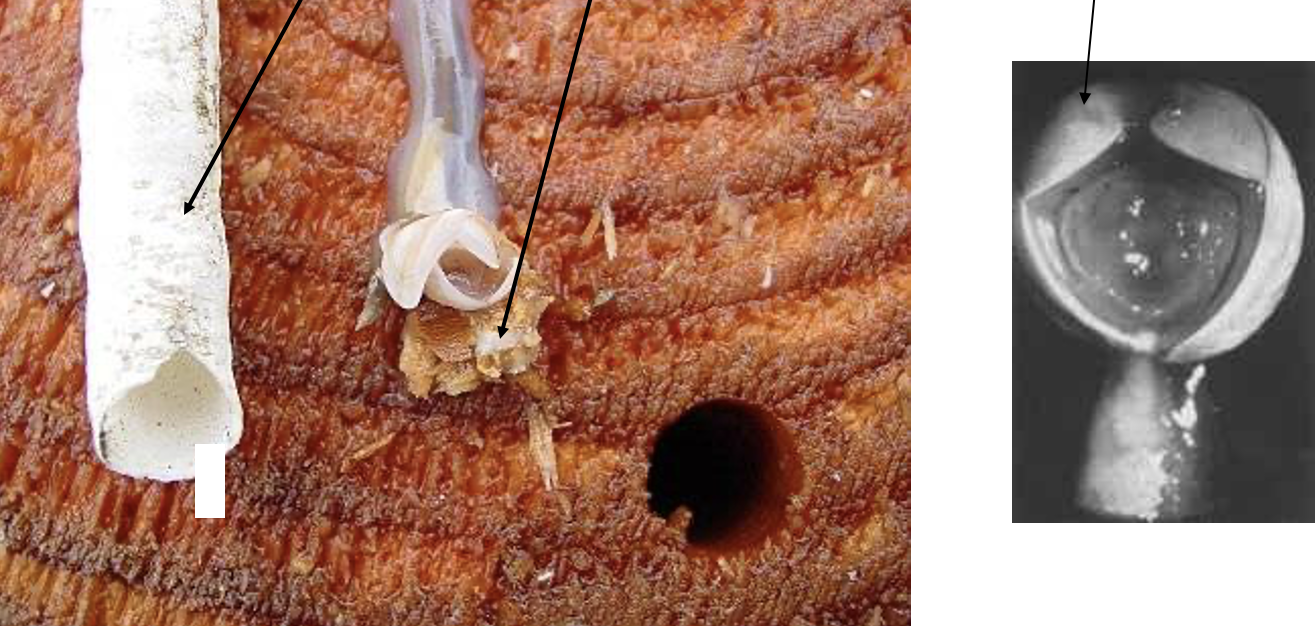 <p>Characteristics of shipworms</p>