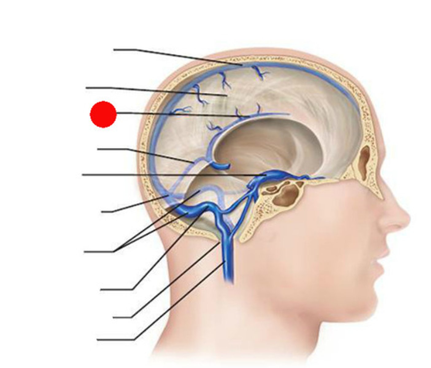 <p>within inferior portion of falx cerebri</p><p>-unpaired</p>