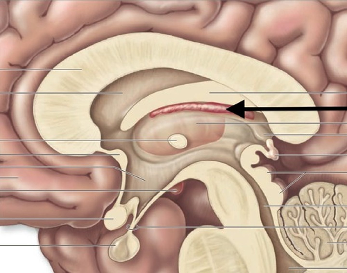 <p>produces cerebrospinal fluid (CSF) within the ventricles</p>