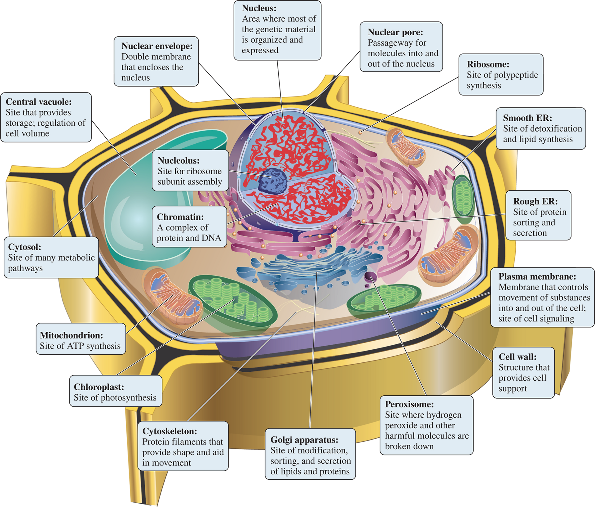 Site of photosynthesis