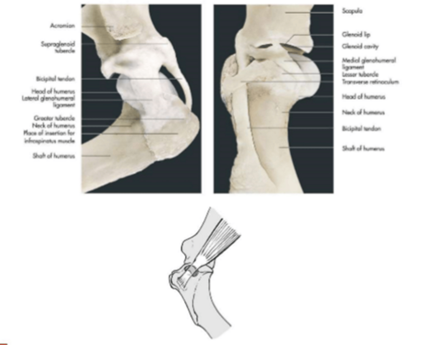 <p>glenohumeral ligaments</p><p>-medial and lateral</p><p>---thickening of the joint capsule</p><p>transverse humeral retinaculum</p><p>-holds biceps tendon in the bicipital groove</p><p>synovial structures</p><p>-infraspinous bursa</p><p>-tendon sheath of bicipital tendon</p><p>-bicipital bursa</p><p>---synoviocentisis</p>