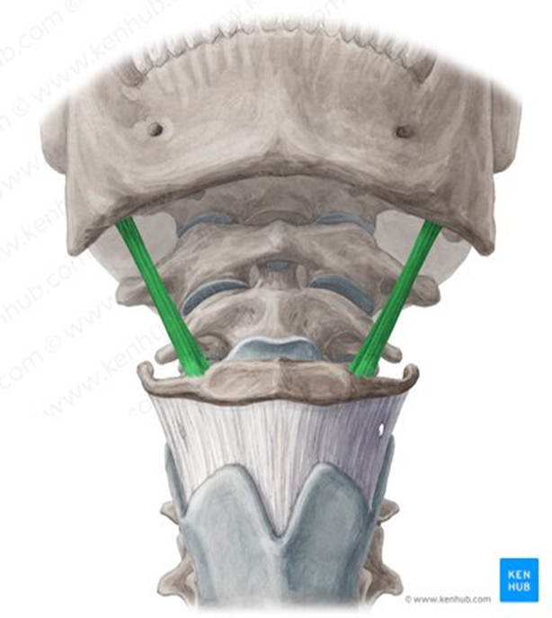 <ul><li><p>suprahyoid muscle</p></li><li><p>originates on styloid process of temporal bone</p></li></ul><p></p>