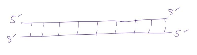 <p>chromosome</p>