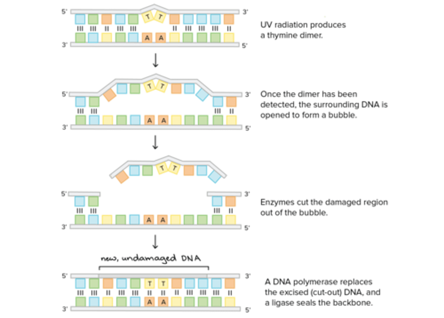 <p>Nucleotide Excision Repair entails the following three steps:</p><p>(1) Endonuclease removes pyramidine dimer and surrounding nucleotides.</p><p>(2) DNA Polymerase will fill in the gap with the proper nucleotides.</p><p>(3) DNA Ligase will repair the backbone by connecting the new nucleotides to the old nucleotides.</p>