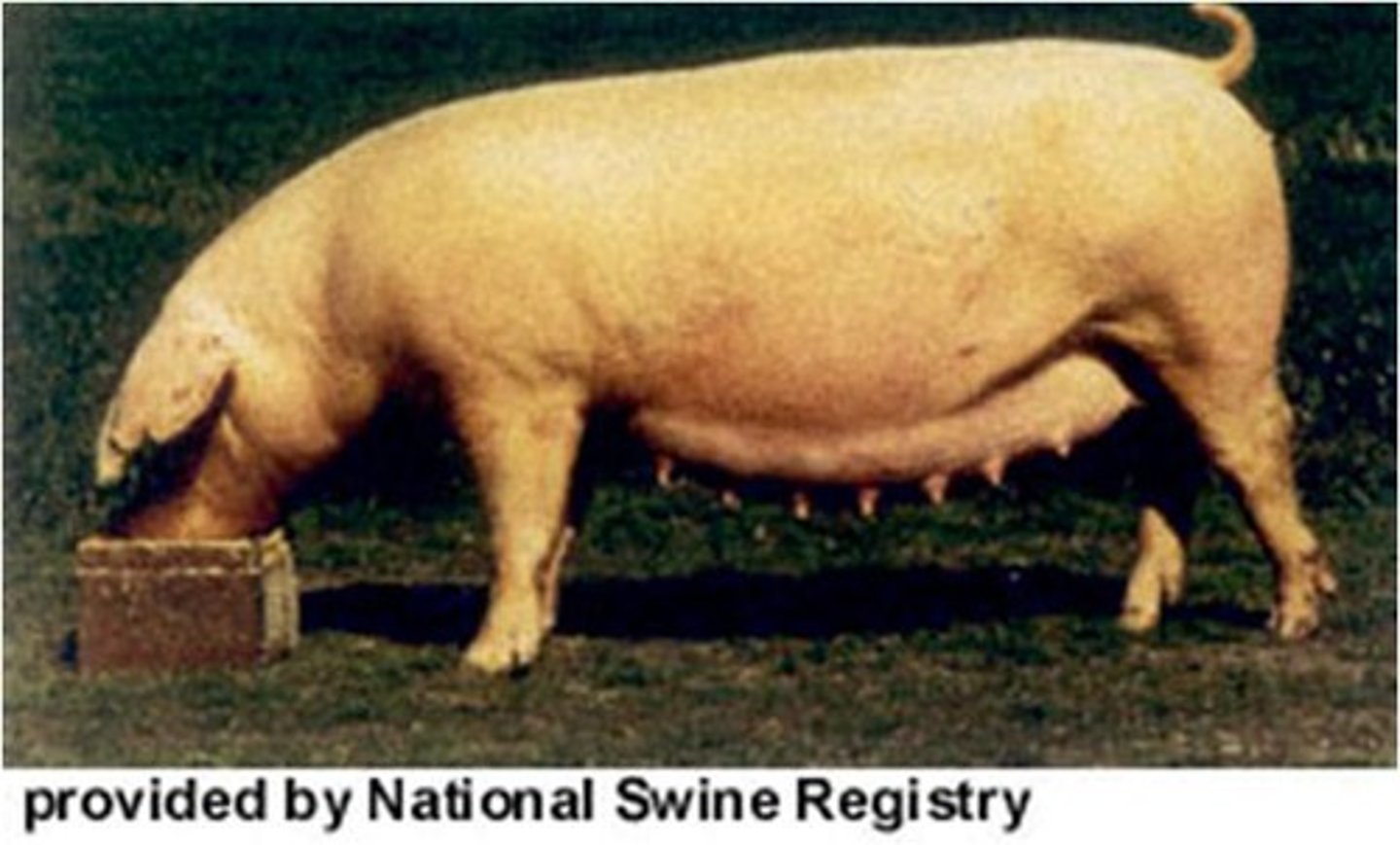 <p>Originated in Denmark, large drop ears, known for their maternal instincts, white, long, flatter-topped than other breeds.</p>