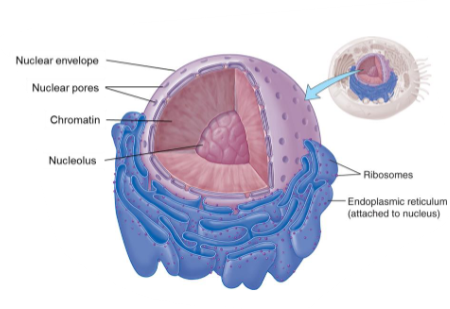 <ul><li><p>It is the boss.</p></li><li><p>It houses the instruction manual (DNA) for the cell.</p></li><li><p>It is surrounded by the nuclear envelope.</p></li><li><p>Mature RBCs do not contain a nucleus.</p></li></ul><p></p>