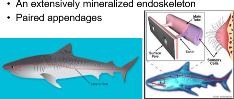 <ul><li><p><strong>Enlarged forebrain</strong></p></li><li><p><strong>Enhanced sensory systems</strong>, including the <strong>lateral line system</strong> (detects vibrations along body sides)</p></li><li><p><strong>Extensively mineralized endoskeleton</strong></p></li><li><p><strong>Paired appendages</strong></p></li></ul><p></p>