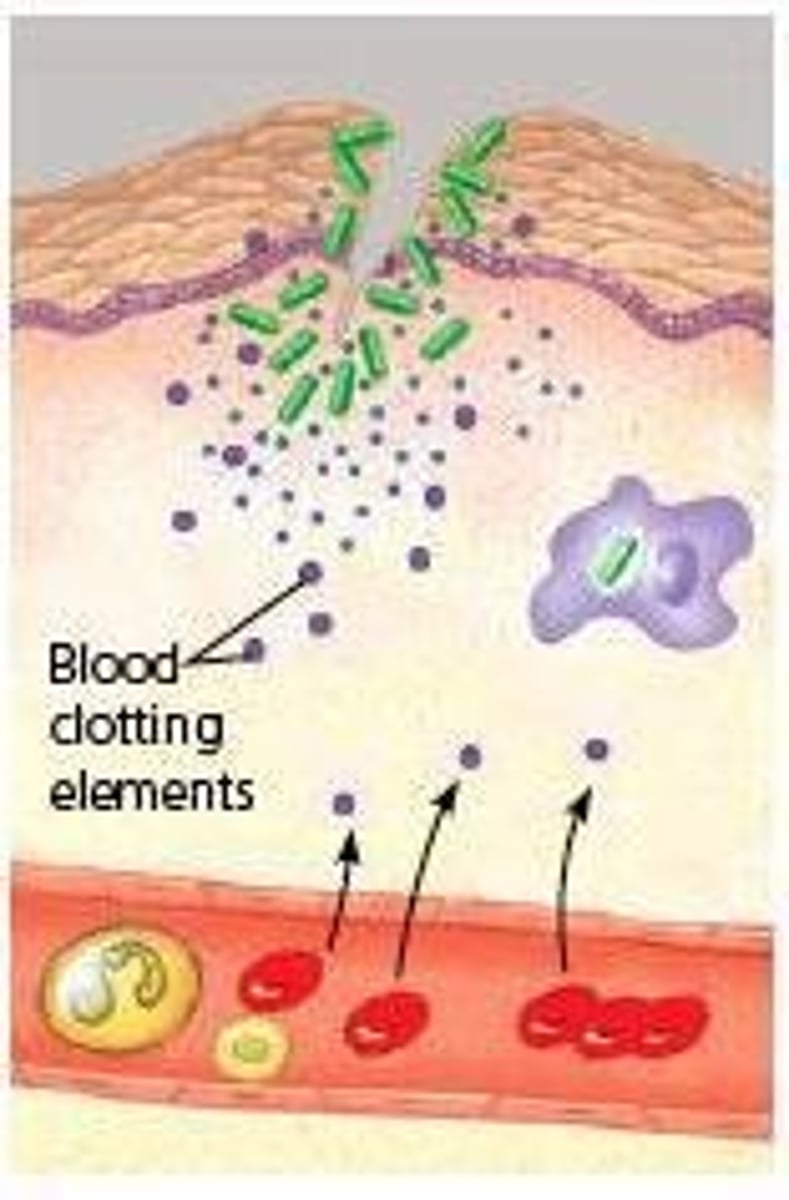 <p>Iron-binding protein, restricts bacterial access to iron.</p>