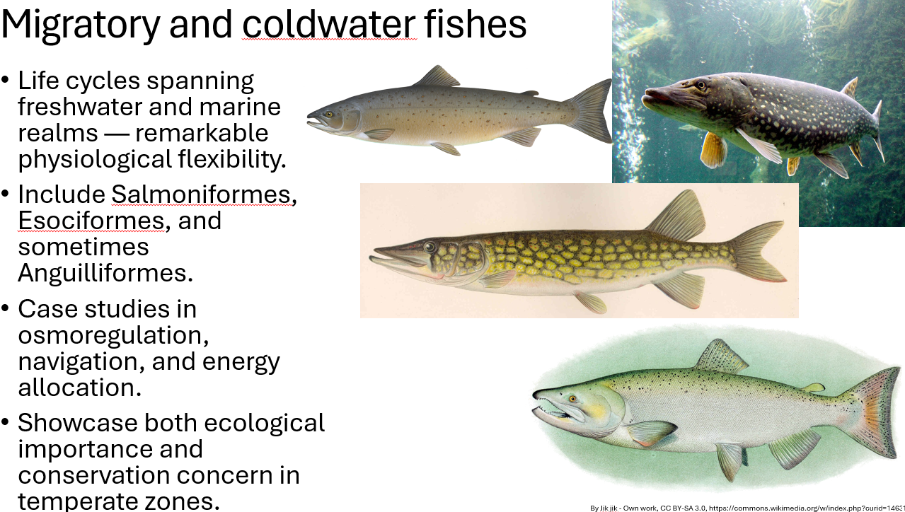 <p><span>•Life cycles spanning freshwater and marine realms — remarkable physiological flexibility.</span></p><p><span>•Include Salmoniformes, Esociformes, and sometimes Anguilliformes.</span></p>