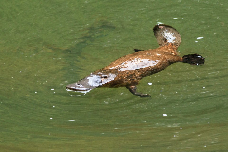 <p>Platypus family; subclass Prototheria</p>