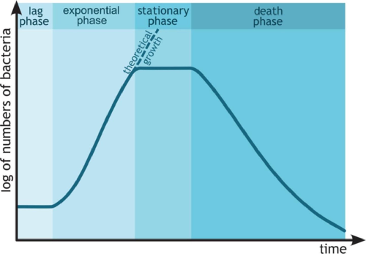 <p>As the bacteria grow so rapidly, nutrients and materials become scarce. This scarcity causes the growth to slow down.</p>