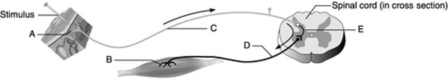 <p>Which represents the interneuron?</p>