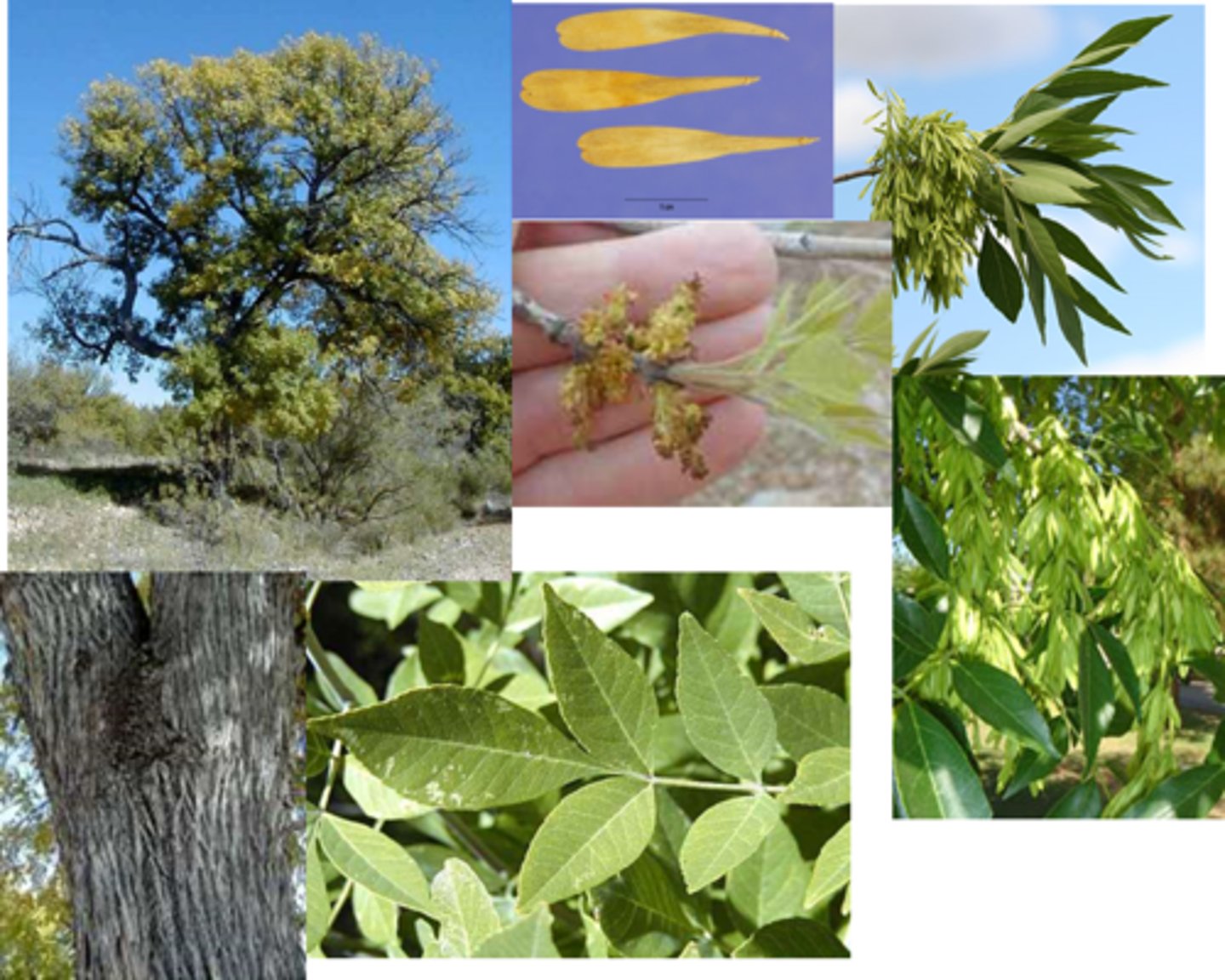 <p>1’. Angiosperms</p><p>----------------</p><p>10. Leaves compound</p><p>----------------</p><p>11’. Leaves pinnately compound</p><p>----------------</p><p>13’. Leaves once-pinnately compound</p><p>----------------</p><p>17. Leaves opposite</p>