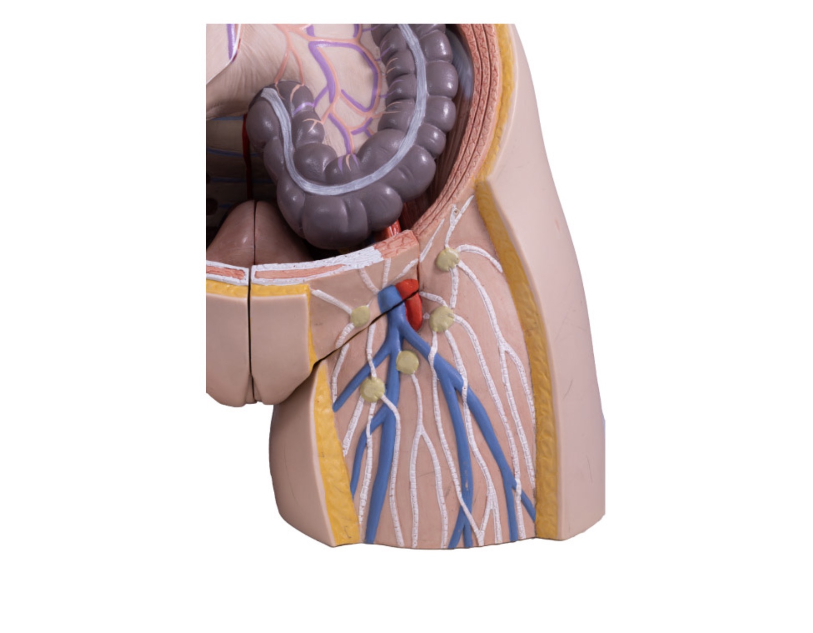<p>What is the lymphoid organ</p>