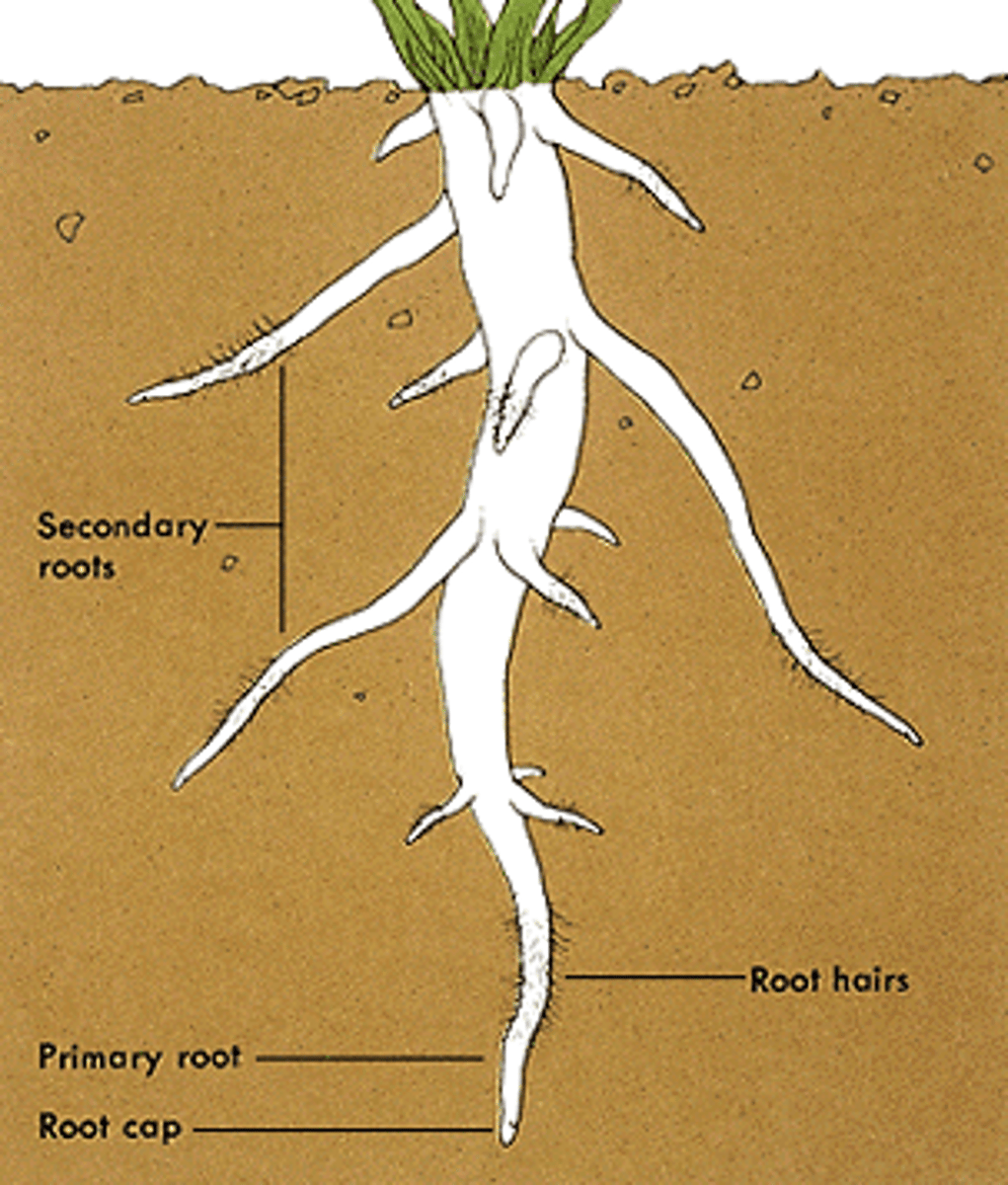 <p>Root system of eudicots consisting of one main root with many branching roots</p>