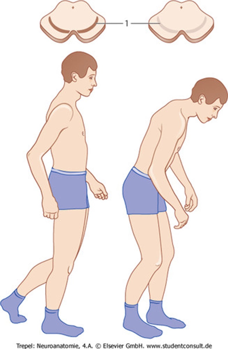 <p>постава</p>