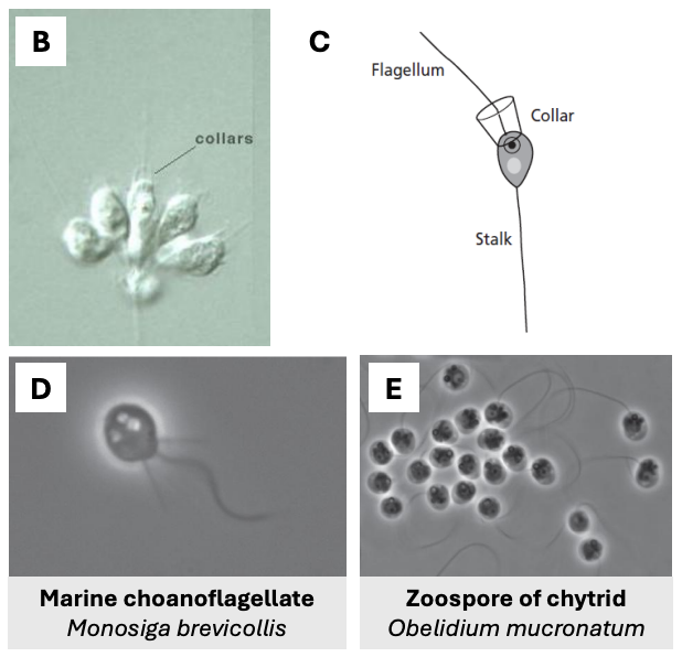 <p>Stalked unicellular organism with collars (where collar is, there’s flagellum)</p>