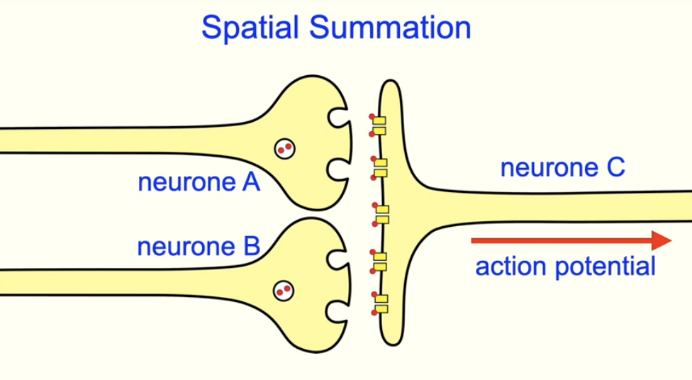 <ul><li><p>multiple presynaptic neurones converge on 1 postsynaptic neurone</p></li><li><p>individually, the neurones do not release enough neurotransmitter to reach the threshold </p></li><li><p>but the combined effect of all neurotransmitters is enough for the postsynaptic neurone to reach the threshold and trigger an action potential </p></li></ul><p></p>
