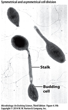 <ul><li><p>1 of the 6 basic morphological structures of bacteria</p></li><li><p>has a thing sticking out </p></li></ul><p></p>