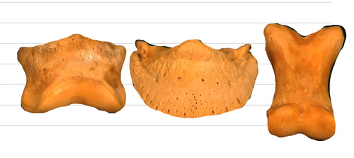 <p>which is pastern, short pastern, and coffin?</p>