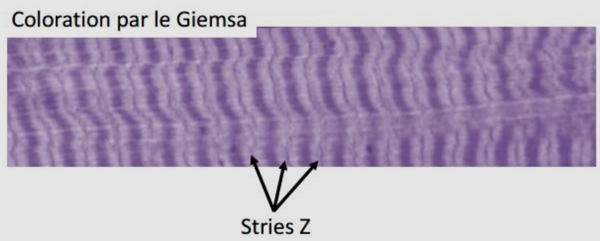 <p>Lorsque le muscle est étirée les bandes claires sont traversées par une fine ligne plus sombre qui est la strie Z </p>