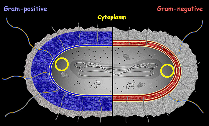 <p>Cytoplasm</p>