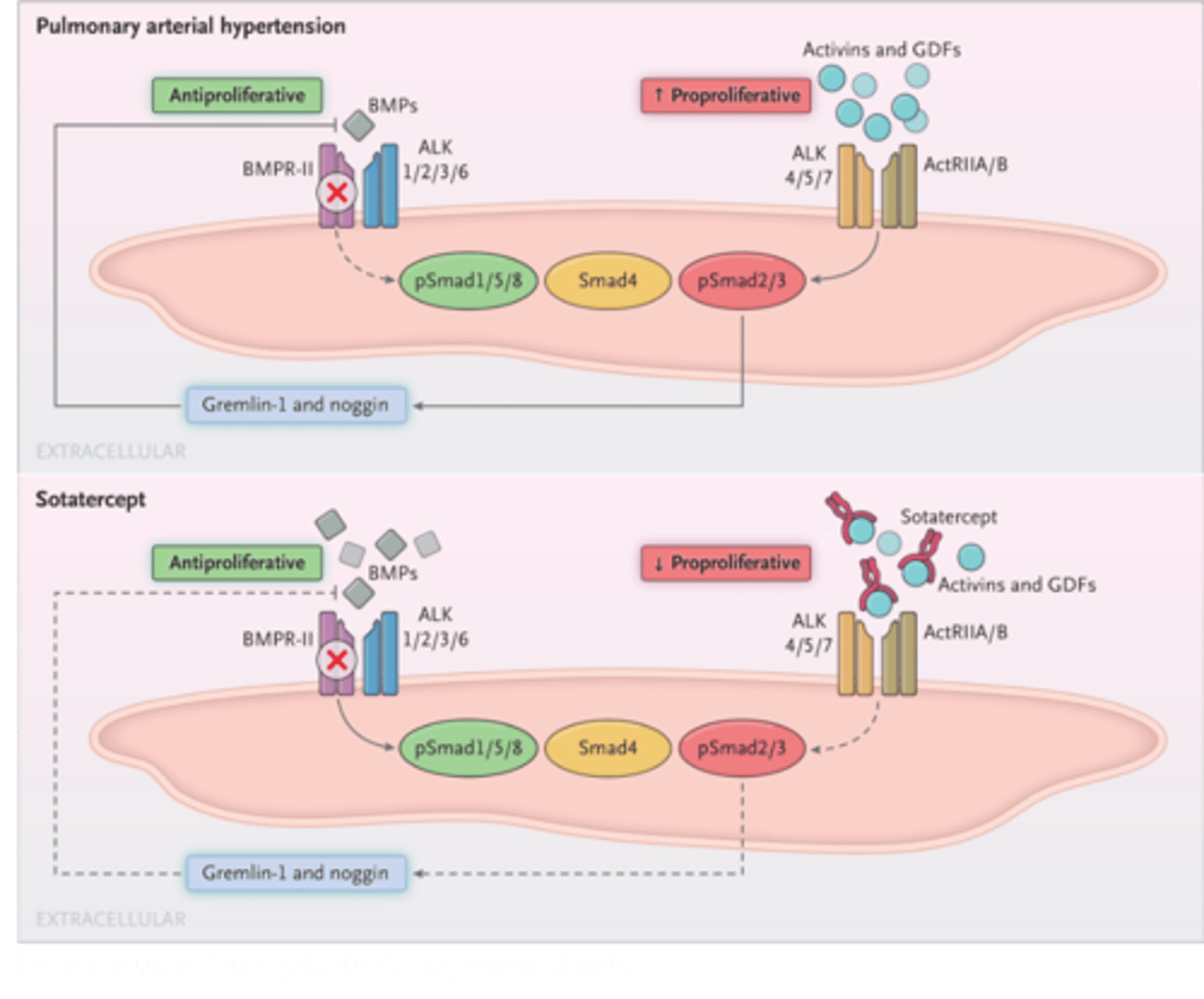 <p>TGF β-Pathway Inhibitor</p><p>• Recombinant dimer of the activin receptor IIA fusion protein with FC domain.</p><p>• Act as a decoy and sequestrant for TGF-β superfamily ligands: activin A and growth differentiation factor 11 (GDF11)</p><p>- Prevent the activation of the Smad pathway.</p><p>→ Reduced inflammation and inhibited the proliferation of endothelial and smooth muscle cells in diseased vasculature.</p>