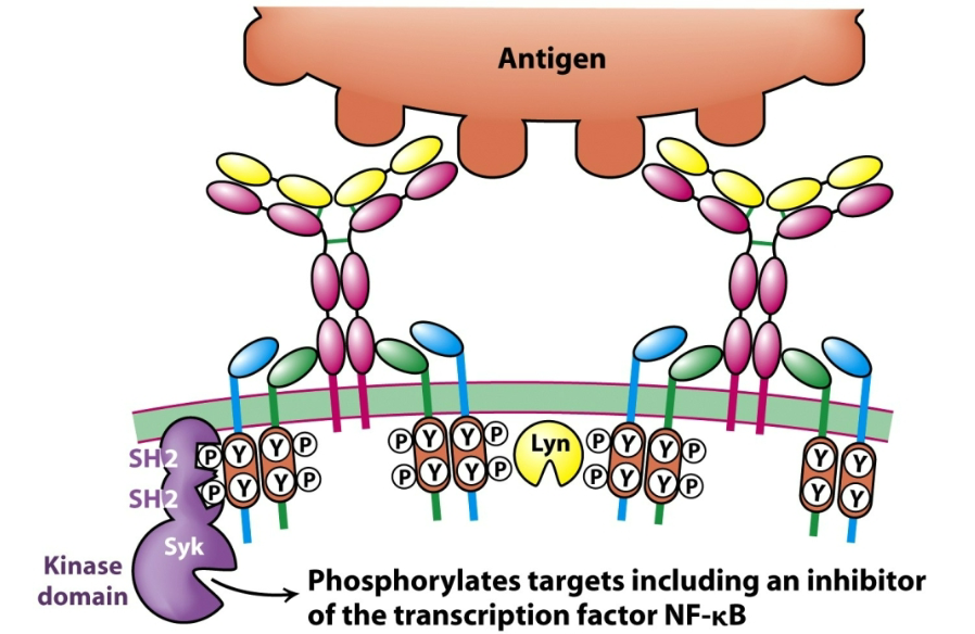 <p>How are B cell receptors involved in the secretion of antibodies? Describe the general process.</p>
