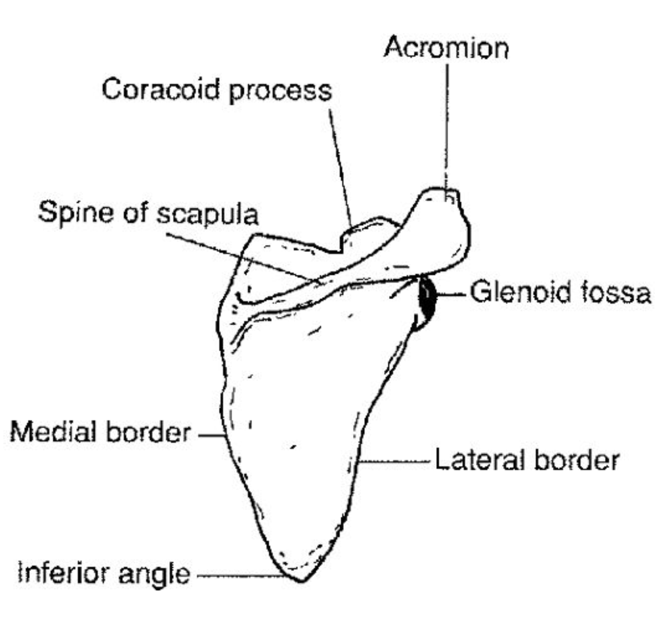 <p>Bone projection that is longer and thinner than a tuberosity</p>