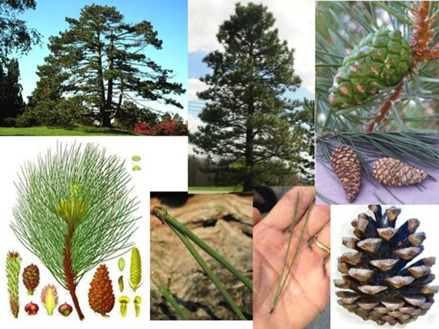 <p>Pinaceae Pinus nigra</p>