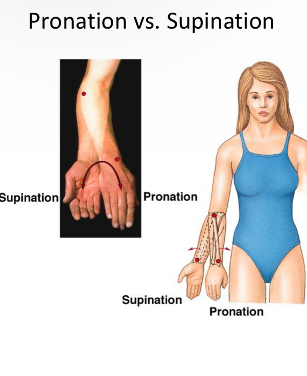 <p>Supination </p>